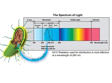 Doodt UV-licht bacteriën in water?